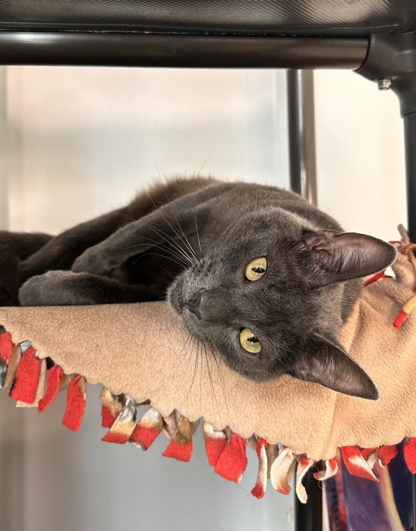 Cheshire, an adoptable Domestic Short Hair in Santa Rosa, CA, 95401 | Photo Image 2