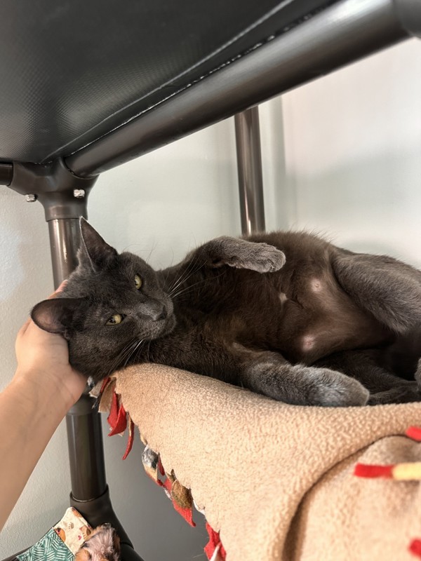 Cheshire, an adoptable Domestic Short Hair in Santa Rosa, CA, 95401 | Photo Image 3