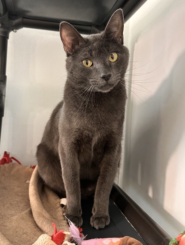 Cheshire, an adoptable Domestic Short Hair in Santa Rosa, CA, 95401 | Photo Image 4