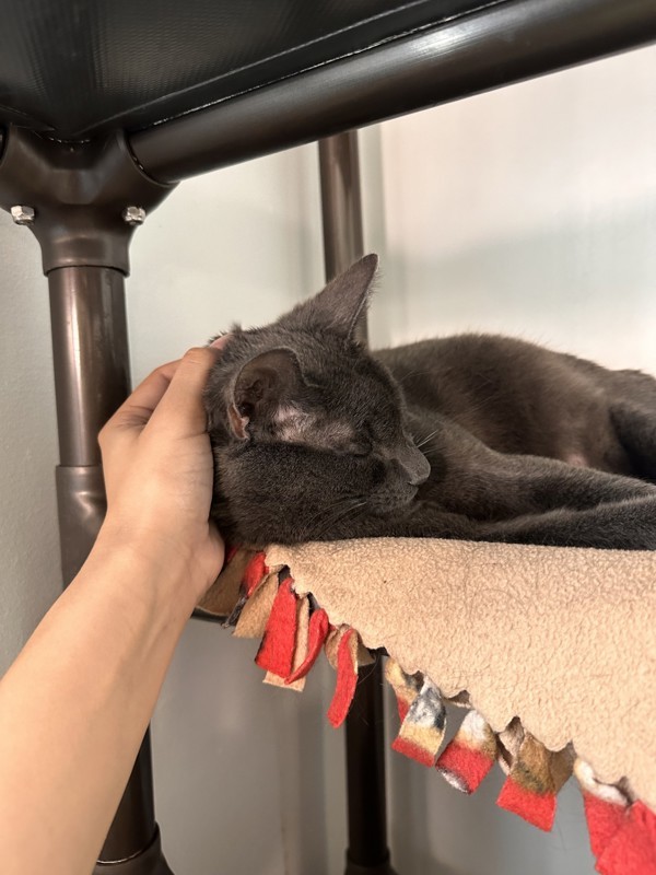 Cheshire, an adoptable Domestic Short Hair in Santa Rosa, CA, 95401 | Photo Image 5