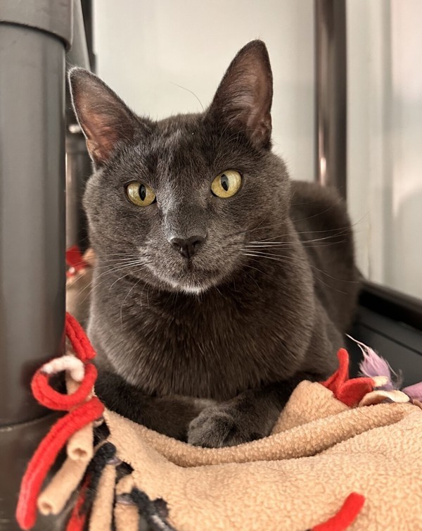 Cheshire, an adoptable Domestic Short Hair in Santa Rosa, CA, 95401 | Photo Image 6