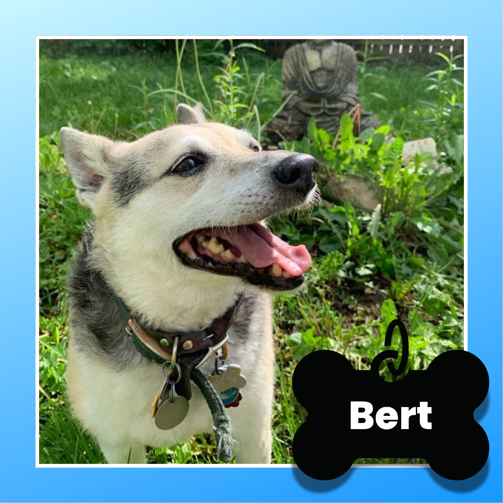 Bert, an adoptable Feist in Columbus, OH, 43212 | Photo Image 1