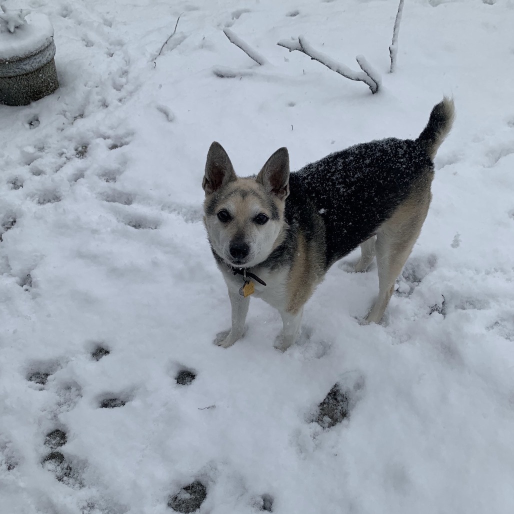 Bert, an adoptable Feist in Columbus, OH, 43212 | Photo Image 3