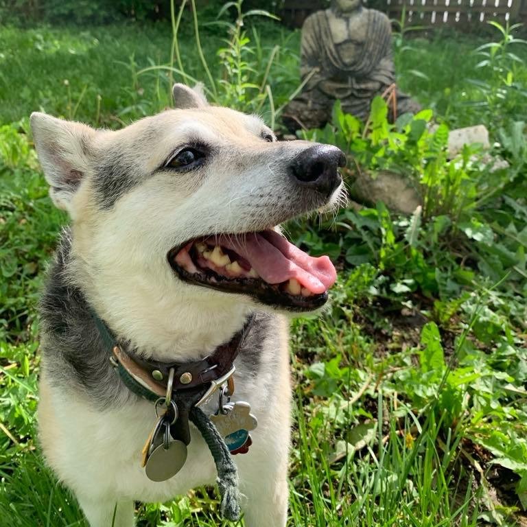 Bert, an adoptable Feist in Columbus, OH, 43212 | Photo Image 4