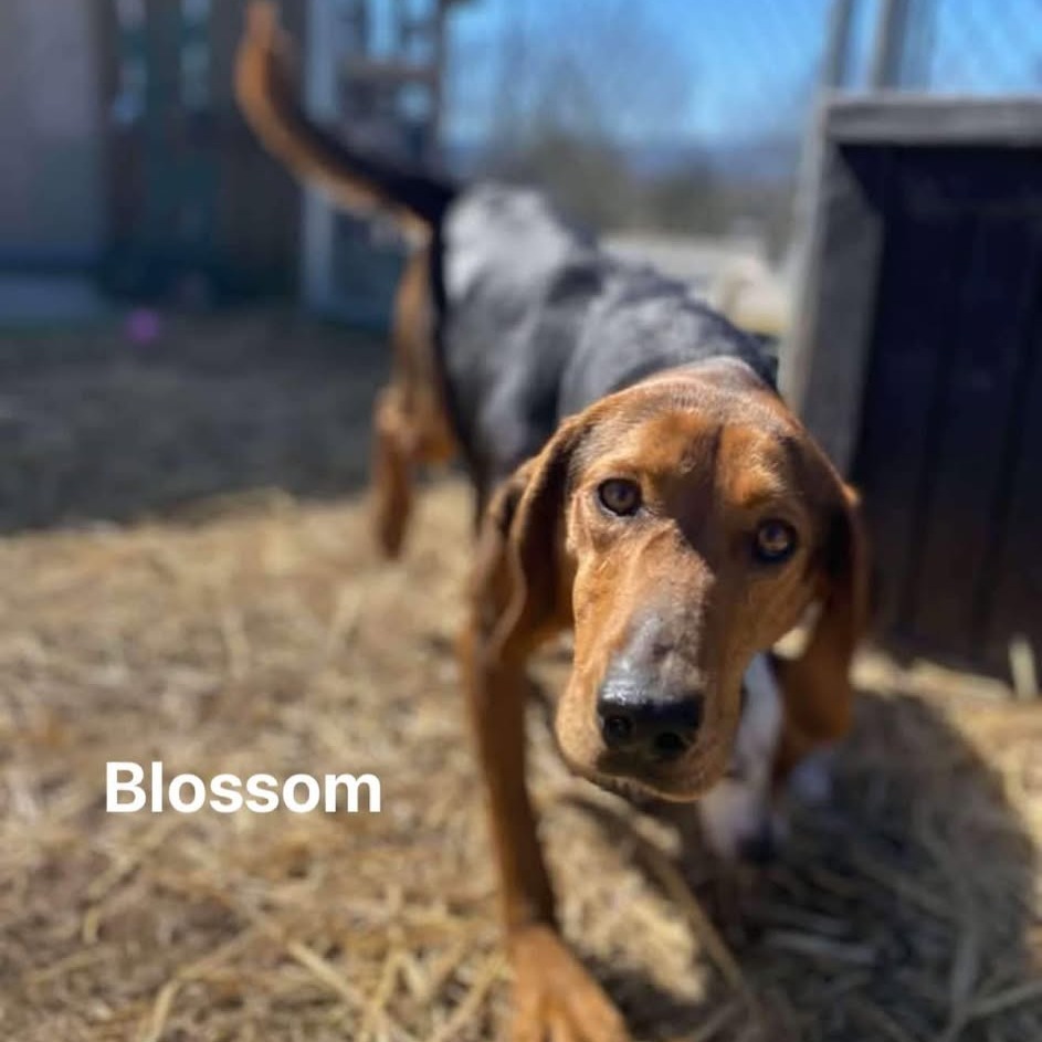 Blossom