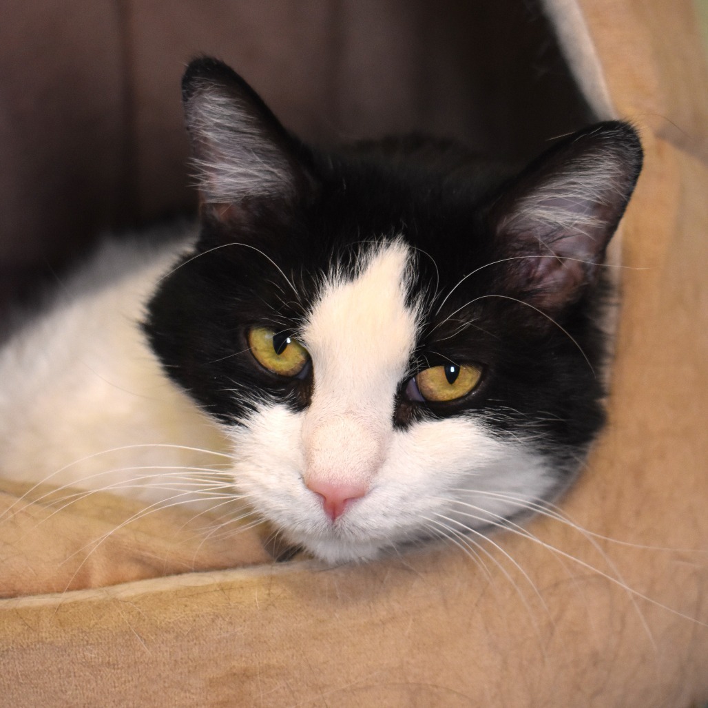 Goose, an adoptable Domestic Short Hair in Rifle, CO, 81650 | Photo Image 1