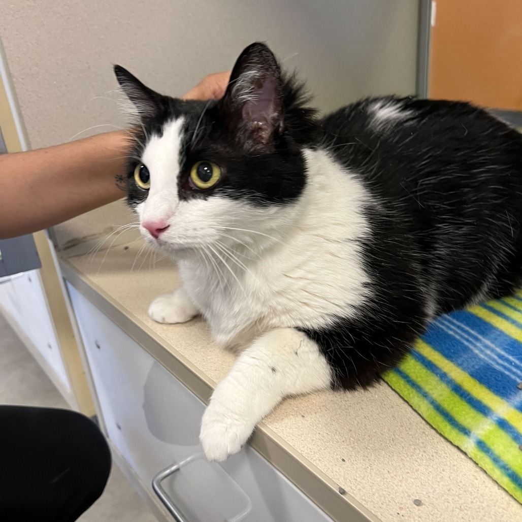 Goose, an adoptable Domestic Short Hair in Rifle, CO, 81650 | Photo Image 2