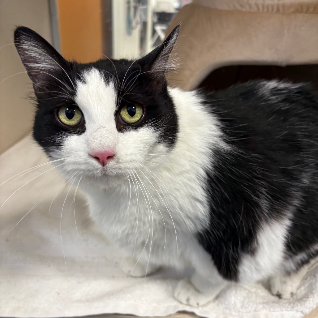 Goose, an adoptable Domestic Short Hair in Rifle, CO, 81650 | Photo Image 3