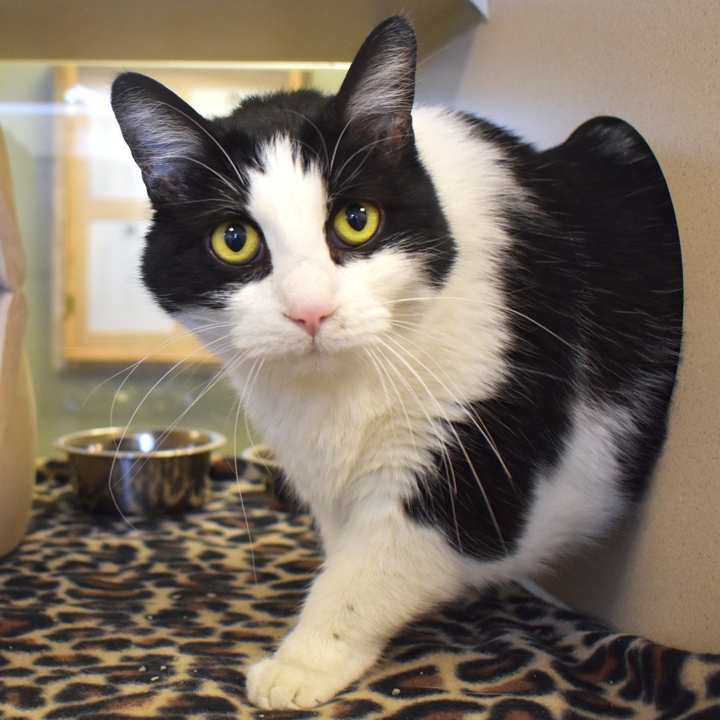 Goose, an adoptable Domestic Short Hair in Rifle, CO, 81650 | Photo Image 5