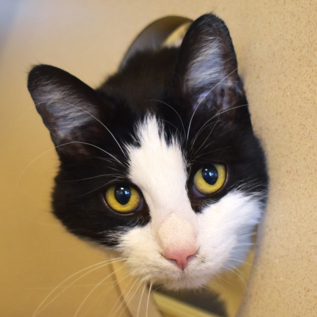 Goose, an adoptable Domestic Short Hair in Rifle, CO, 81650 | Photo Image 6