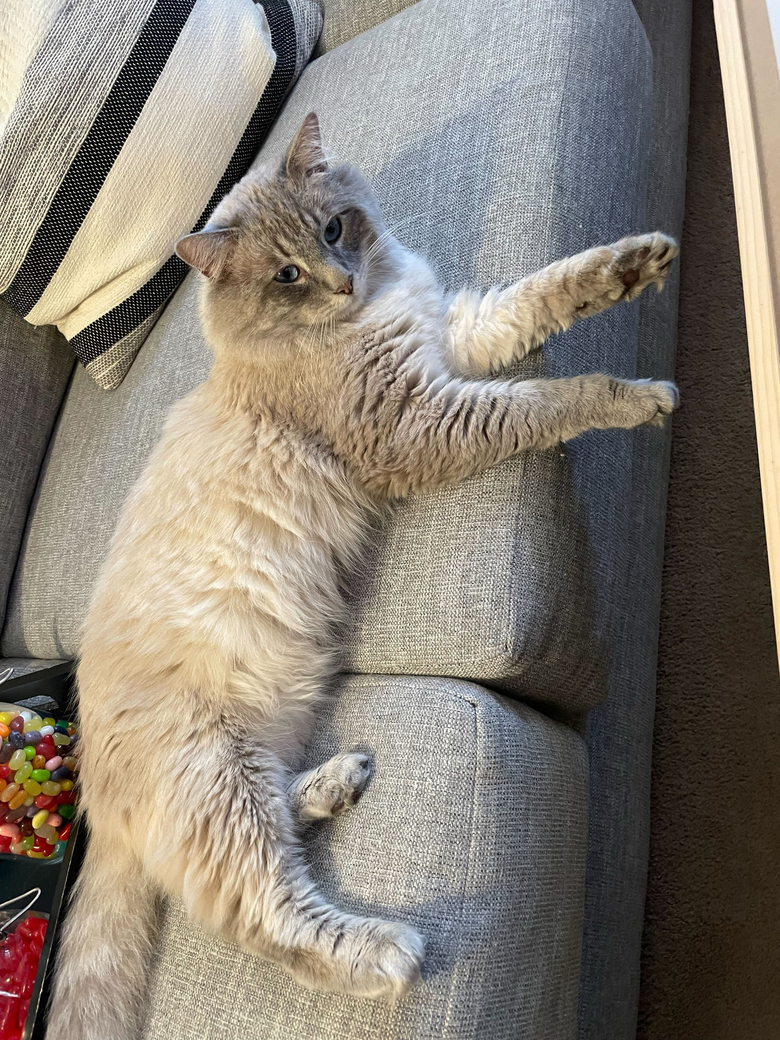 Trix, an adoptable Ragdoll, Himalayan in Riverside, CA, 92503 | Photo Image 1