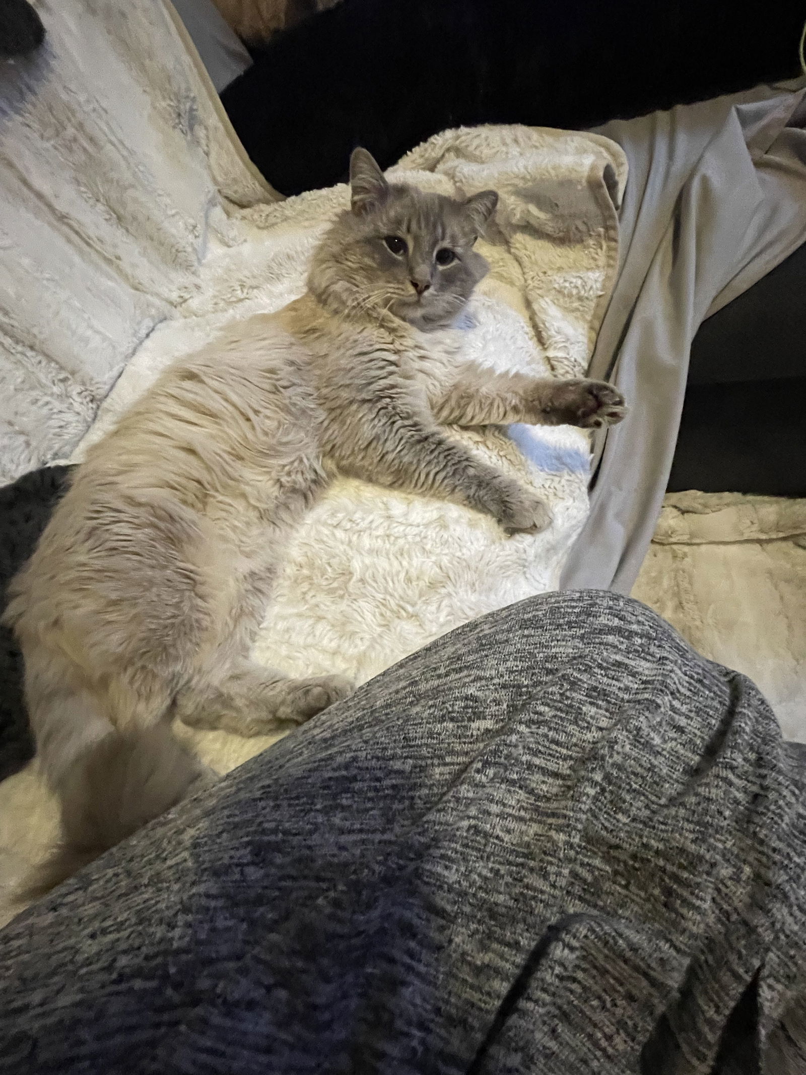 Trix, an adoptable Ragdoll, Himalayan in Riverside, CA, 92503 | Photo Image 2