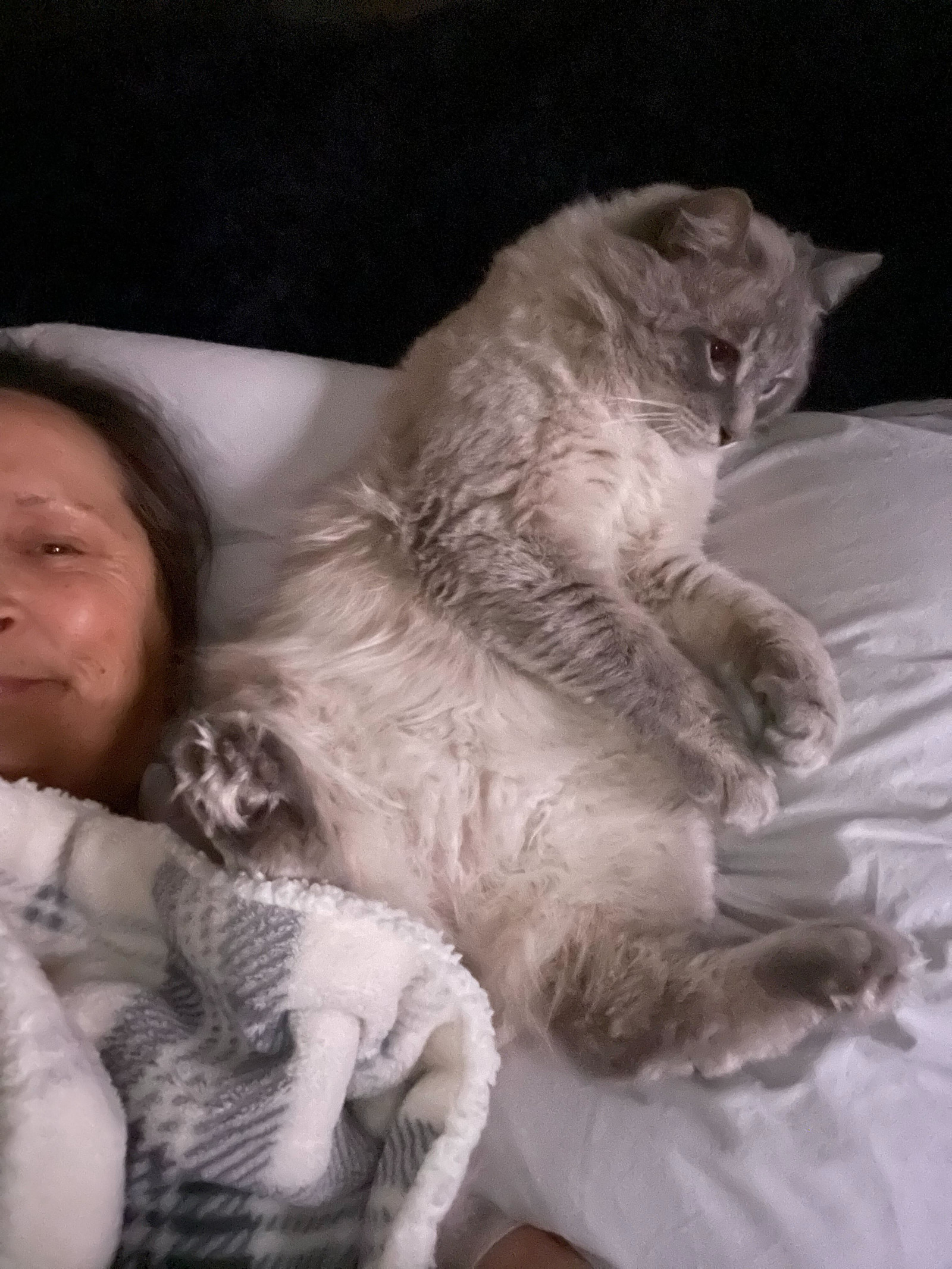 Trix, an adoptable Ragdoll, Himalayan in Riverside, CA, 92503 | Photo Image 3