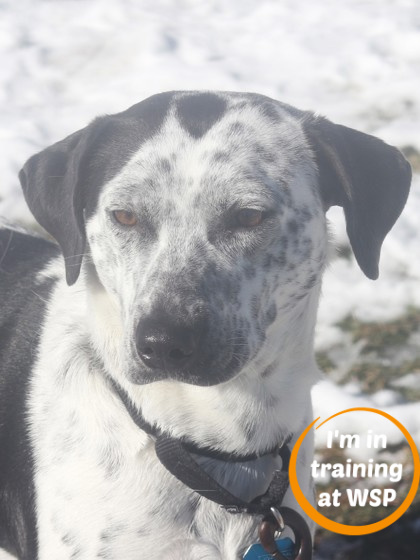 Charm, an adoptable Mixed Breed in Walla Walla, WA, 99362 | Photo Image 1