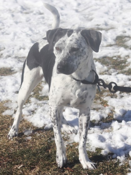 Charm, an adoptable Mixed Breed in Walla Walla, WA, 99362 | Photo Image 2
