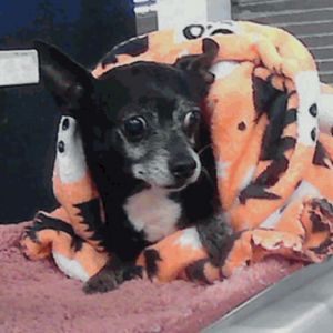 Rhett, Senior Male unknown