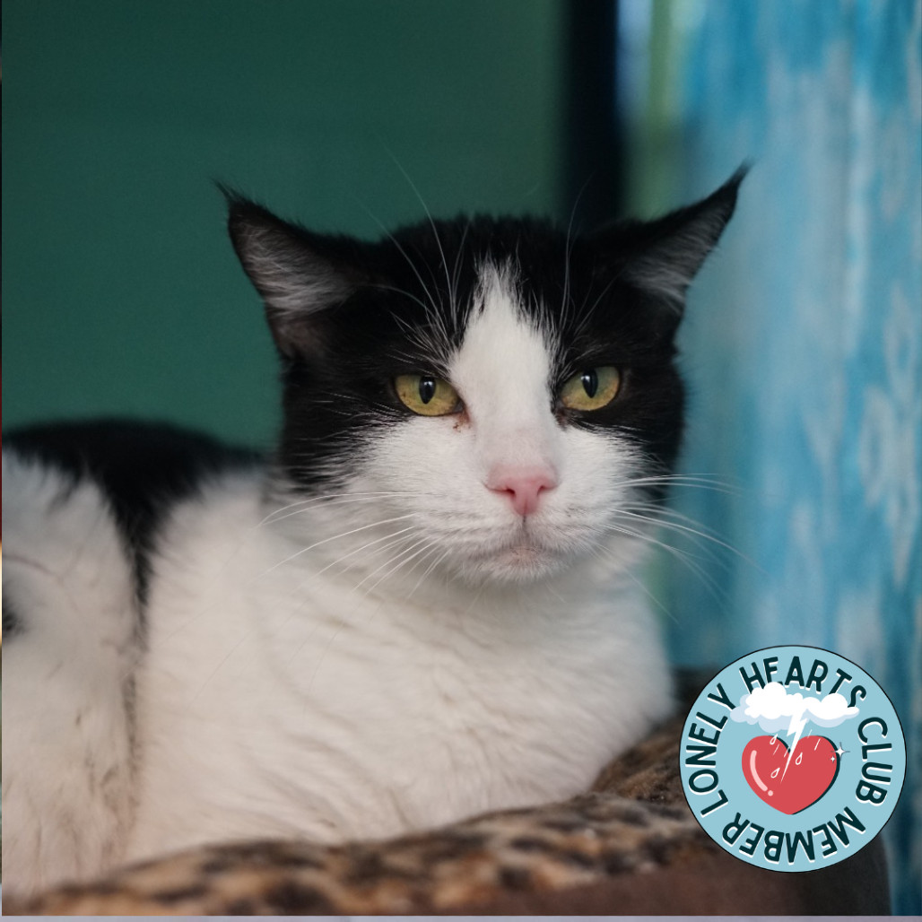Penelope, an adoptable Domestic Medium Hair in Lakewood, CO, 80214 | Photo Image 1