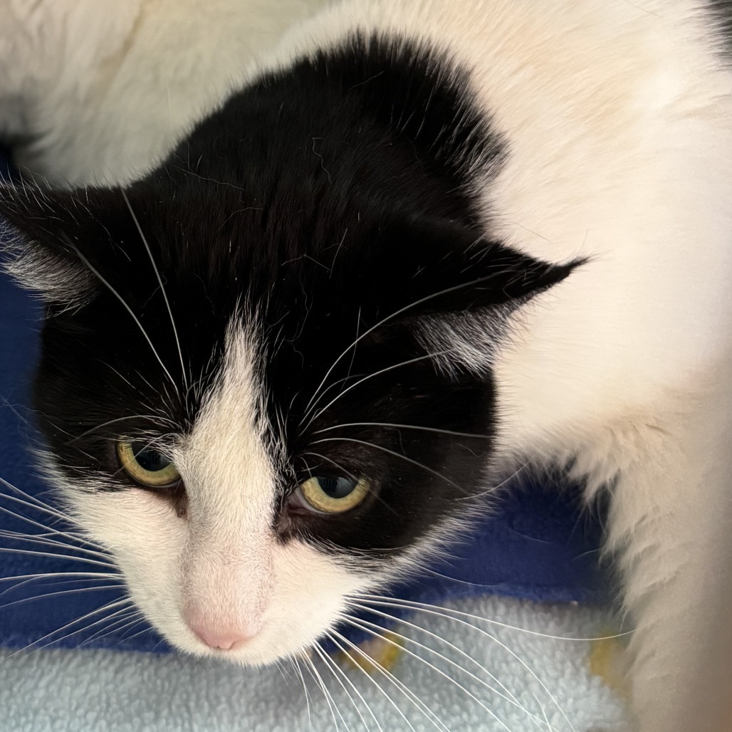 Penelope, an adoptable Domestic Medium Hair in Lakewood, CO, 80214 | Photo Image 2
