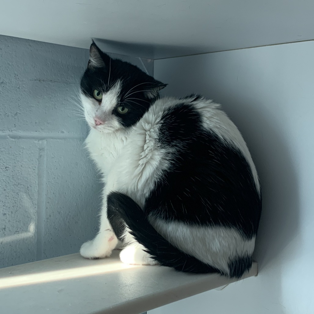 Penelope, an adoptable Domestic Medium Hair in Lakewood, CO, 80214 | Photo Image 2