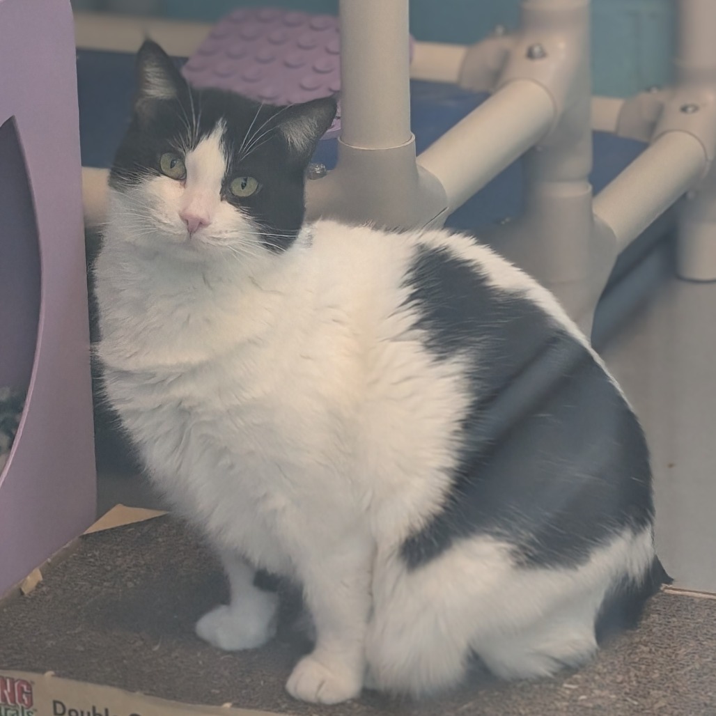 Penelope, an adoptable Domestic Medium Hair in Lakewood, CO, 80214 | Photo Image 3