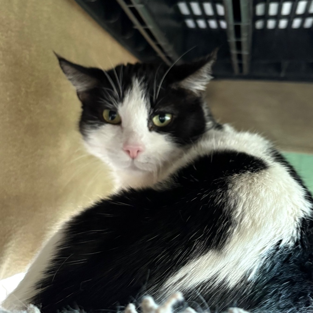 Penelope, an adoptable Domestic Medium Hair in Lakewood, CO, 80214 | Photo Image 4