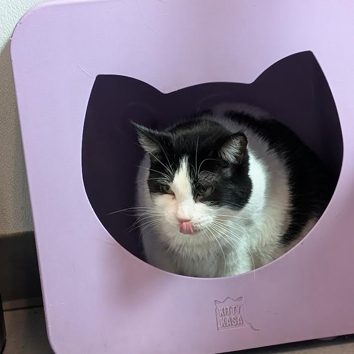 Penelope, an adoptable Domestic Medium Hair in Lakewood, CO, 80214 | Photo Image 4