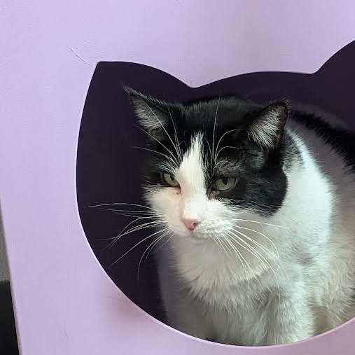 Penelope, an adoptable Domestic Medium Hair in Lakewood, CO, 80214 | Photo Image 5