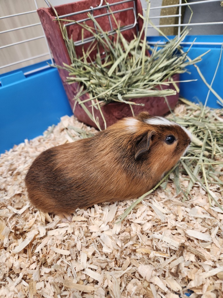 Reggie