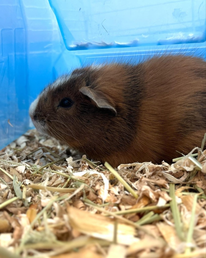 Reggie