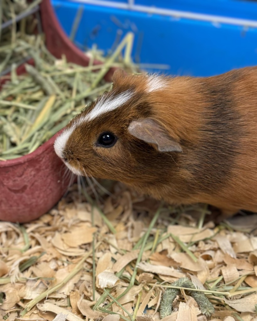 Reggie