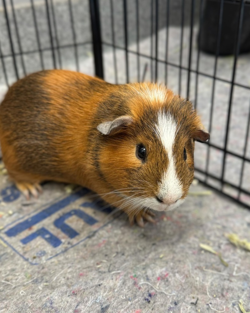 Reggie