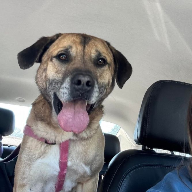 Falcon (AVAILABLE IN FOSTER HOME)