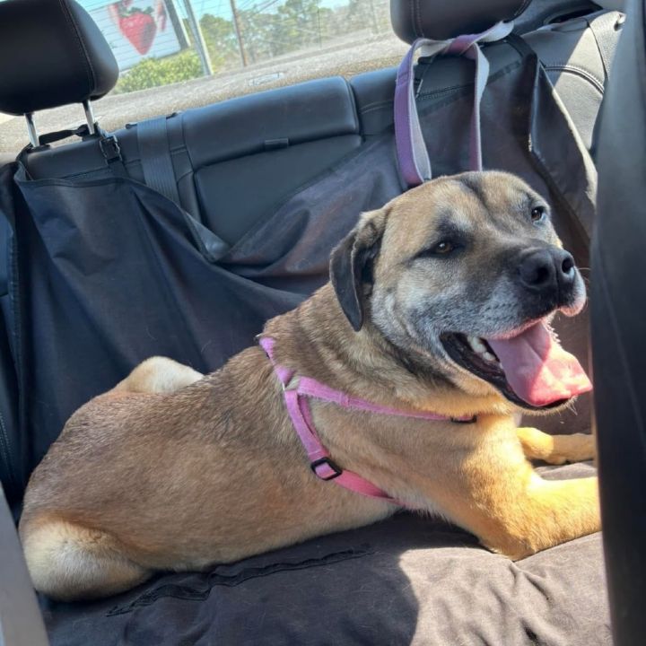 Falcon (AVAILABLE IN FOSTER HOME) 2