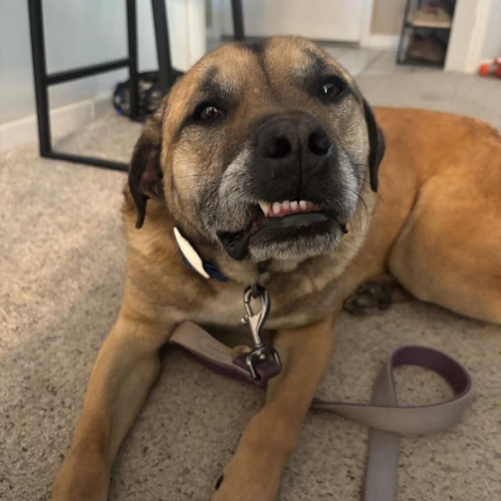 Falcon (AVAILABLE IN FOSTER HOME) 3