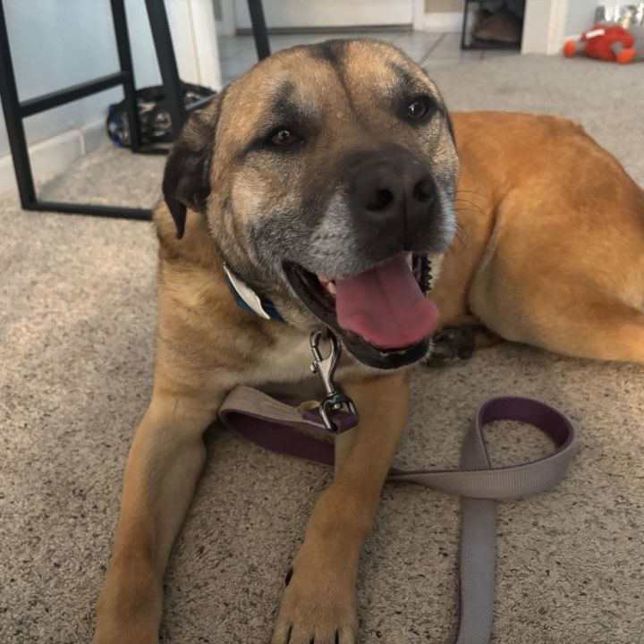 Falcon (AVAILABLE IN FOSTER HOME) 4
