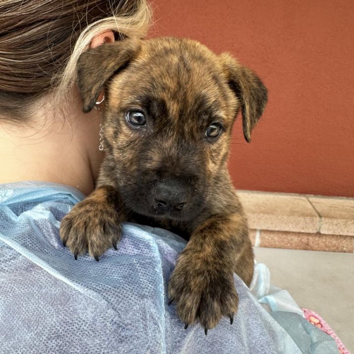 Miss Girl 2