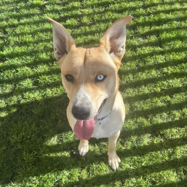 Gus 1