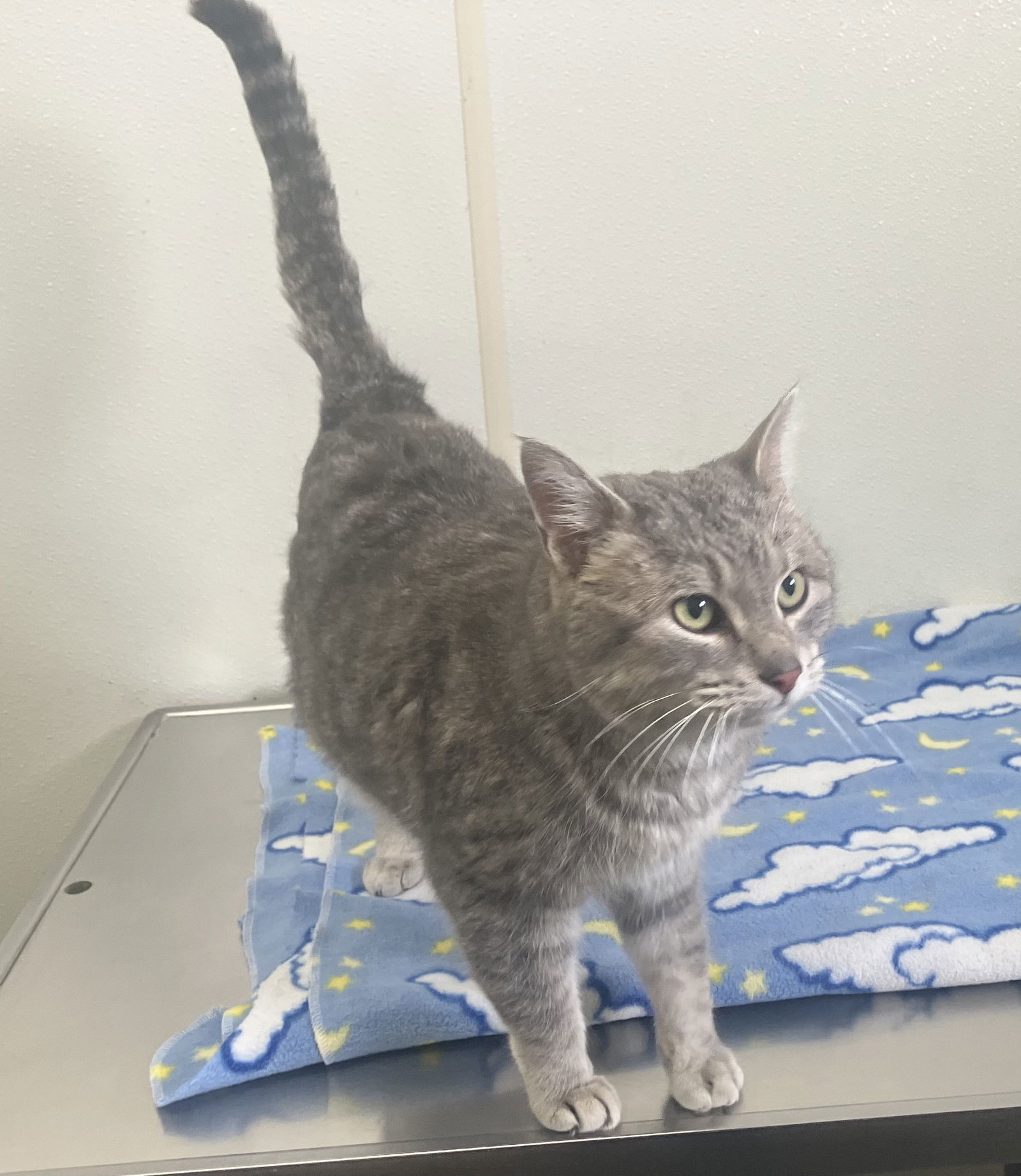 Sadie-light gray tabby in foster care, an adoptable Domestic Short Hair, Tabby in Mitchell, SD, 57301 | Photo Image 1