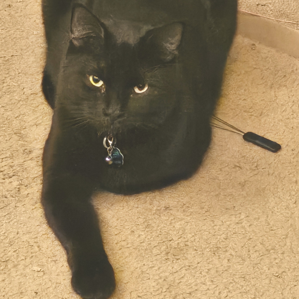 Sammy