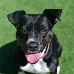 Blaze, Adult Female Pit Bull Terrier