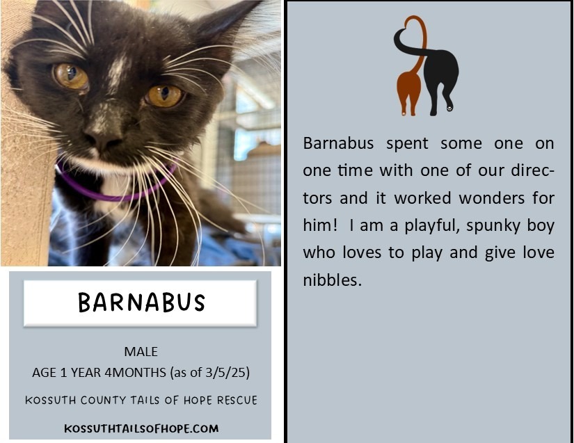 Barnibus