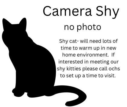 Bear *Barn cat*, an adoptable Domestic Short Hair in Rhinelander, WI, 54501 | Photo Image 1