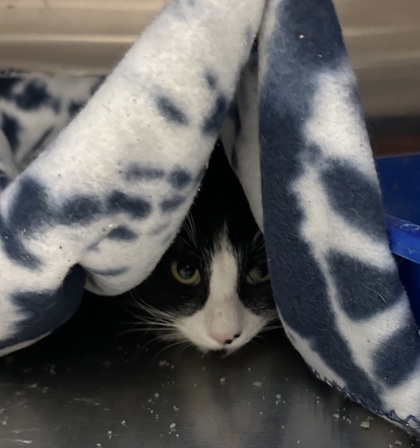Bear *Barn cat*, an adoptable Domestic Short Hair in Rhinelander, WI, 54501 | Photo Image 2