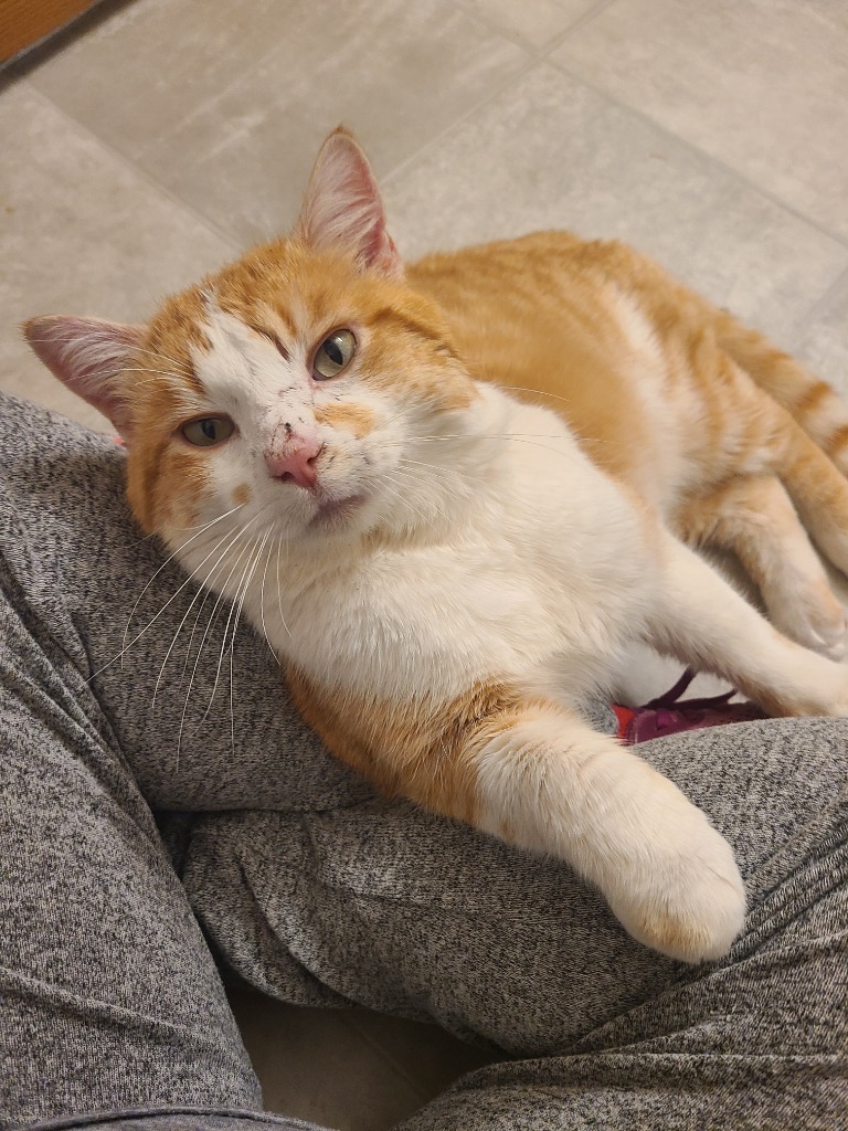 Robert Paulson, an adoptable Domestic Short Hair in Shell Lake, WI, 54871 | Photo Image 1