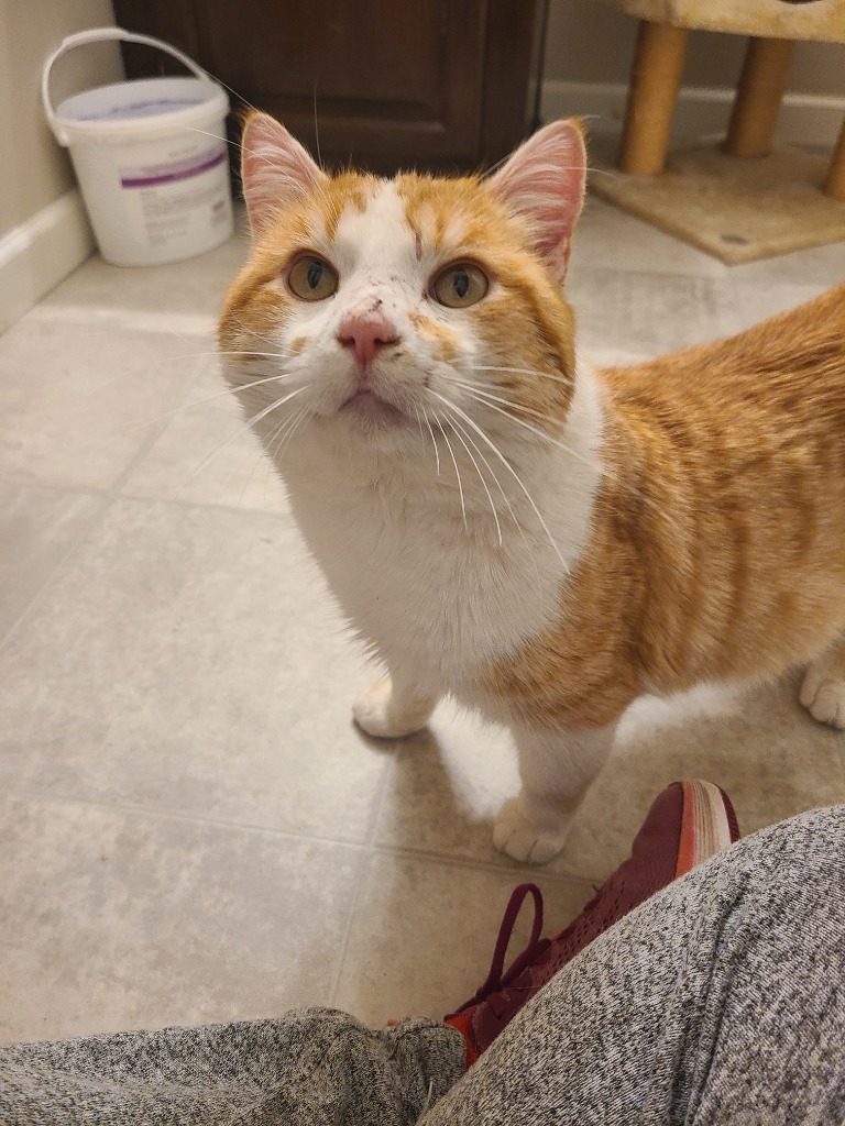 Robert Paulson, an adoptable Domestic Short Hair in Shell Lake, WI, 54871 | Photo Image 2