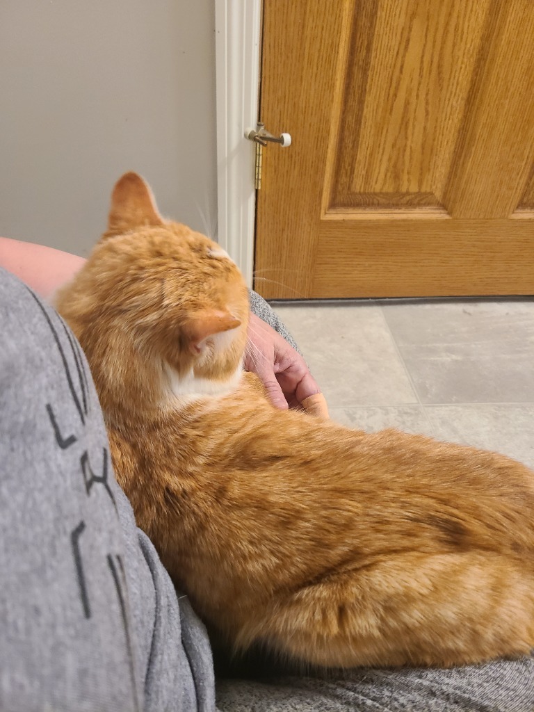 Robert Paulson, an adoptable Domestic Short Hair in Shell Lake, WI, 54871 | Photo Image 3