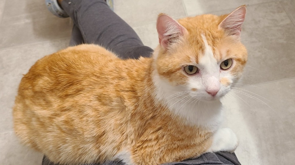 Robert Paulson, an adoptable Domestic Short Hair in Shell Lake, WI, 54871 | Photo Image 4