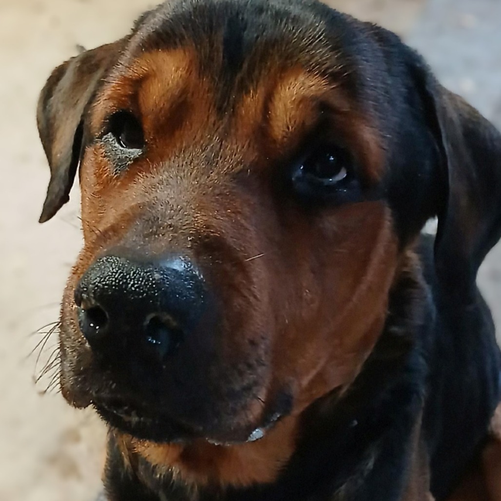 Barney (Jabbar)