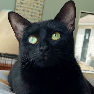 Kim, Young Female Domestic Short Hair
