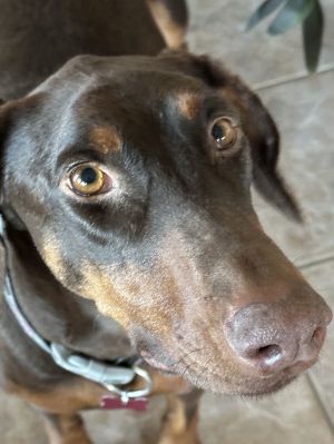 Kiara, Adult Female Doberman Pinscher